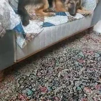 سگ ژرمن|سگ|زاهدان, |دیوار
