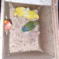 جوجه برزیلی صورت هلویی