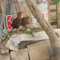 مرغ