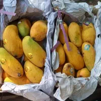 انبه صندوقی درجه یک