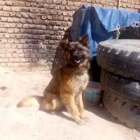 یک عدد سگ ژرمن نر 2ساله