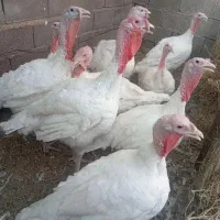 بوقلمون گوشتی بیوتی