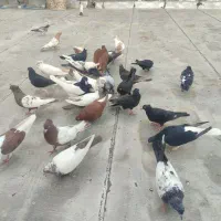 کبوتر