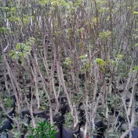 نهال گردو ۵ساله