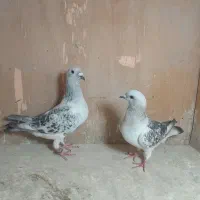 کبوتر