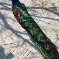 فروش جوجه طاوس و تخم طلاوس