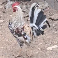 خروس مست