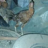 جوجه محلی