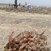 پیاز زعفران
