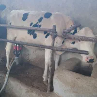 گاوماده