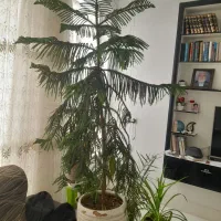 کاج مطبق|گل و گیاه طبیعی|نیشابور, شریعتی|دیوار