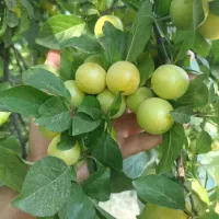 آلوچه ترش