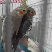 طوطی عروس هلندی ۶۰ روزه ۲عدد مناسب آموزش و مولد