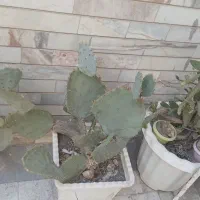 گل کاکتوس بزرگ