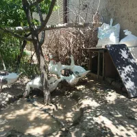 غاز نر و ماده