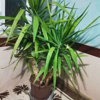 گل خانگی|گل و گیاه طبیعی|روانسر, |دیوار