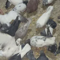 30غدد کفتر پرشی همه نوع بفرس مرسه