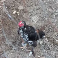 فروش جوجه