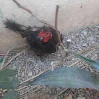 ۸عددمرغ تخم۲زرده گذار