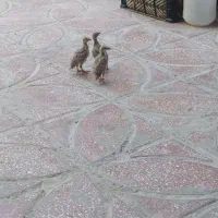 جوجه مرغ