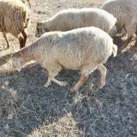 گوسفند(شیشک)
