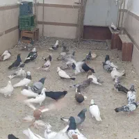 کبوتر لونه ای 50عدد