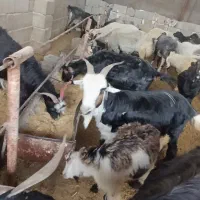 فروش فوق العاده ی گوشت