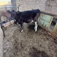 گوساله سیمینتال .هلشتاین