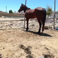 اسب|اسب و تجهیزات اسب‌سواری|قشم, |دیوار