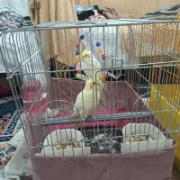 گیرینچیک عروس هلندی طوطی برزیلی شاه طوطی ملنگو