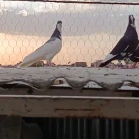 نر چپ بدرنگ