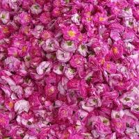 گل محمدی|گل و گیاه طبیعی|تبریز, |دیوار