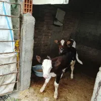 دوراس‌گوساله‌نرو‌جوانه