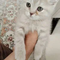گربه نژاد بریتیش ۲ ماهه