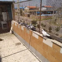 کبوترفروشی