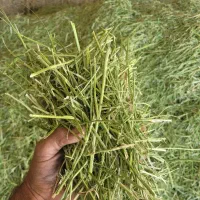 یونجه درجه ۱