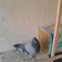 کبوتر پرشی