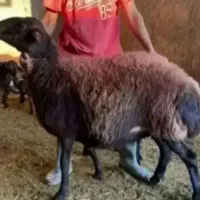 دام فروشی حاج احمد رستمی بصرفه‌و هزینه کم