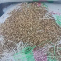 شلتوک بذری قیمت۲۰۰تومان