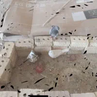 یک کبوتر مشهدی ویک کبوتر کلاتین ویک کبوتر معلقی