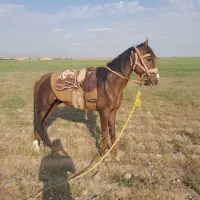 اسب یورقه