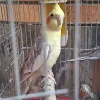 عروس هلندی