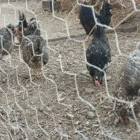 مرغ گلین