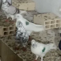 کبوتر جمله