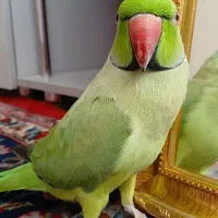 طوطی ملنگو گمشده