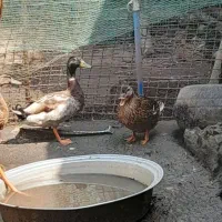 اردک پروازی