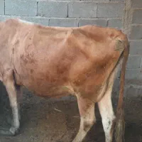 فروش گاو و گوساله