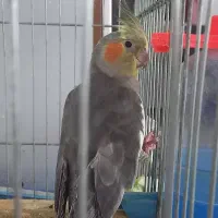 جوجه عروس هلندی