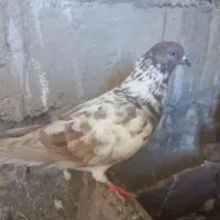 کفتر سرخ بدون عیب سرخ یک دست تمام