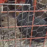 مرغ تخم گذار